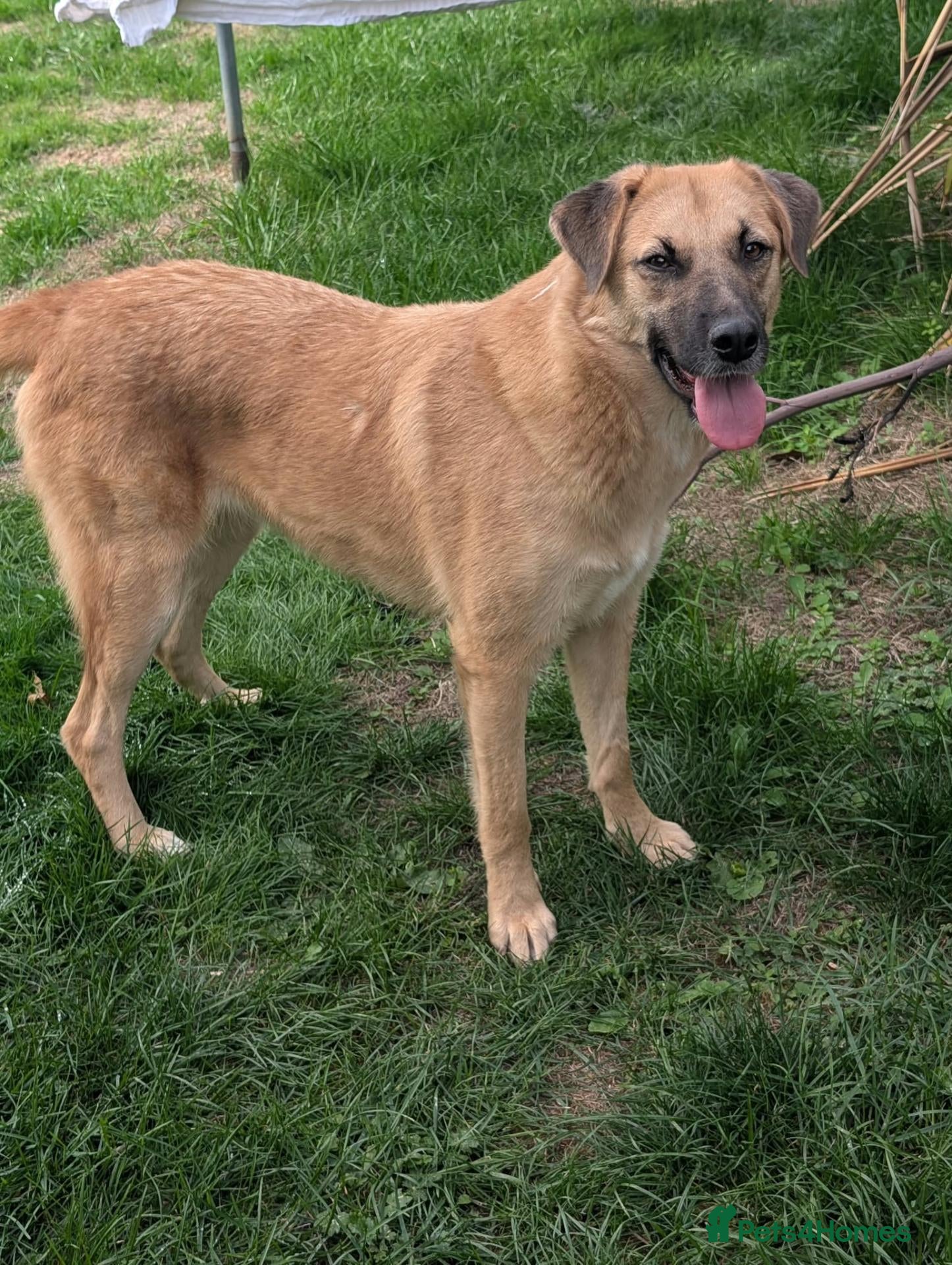 Mixed Breed dogs Ruby for adoption - Advert 1