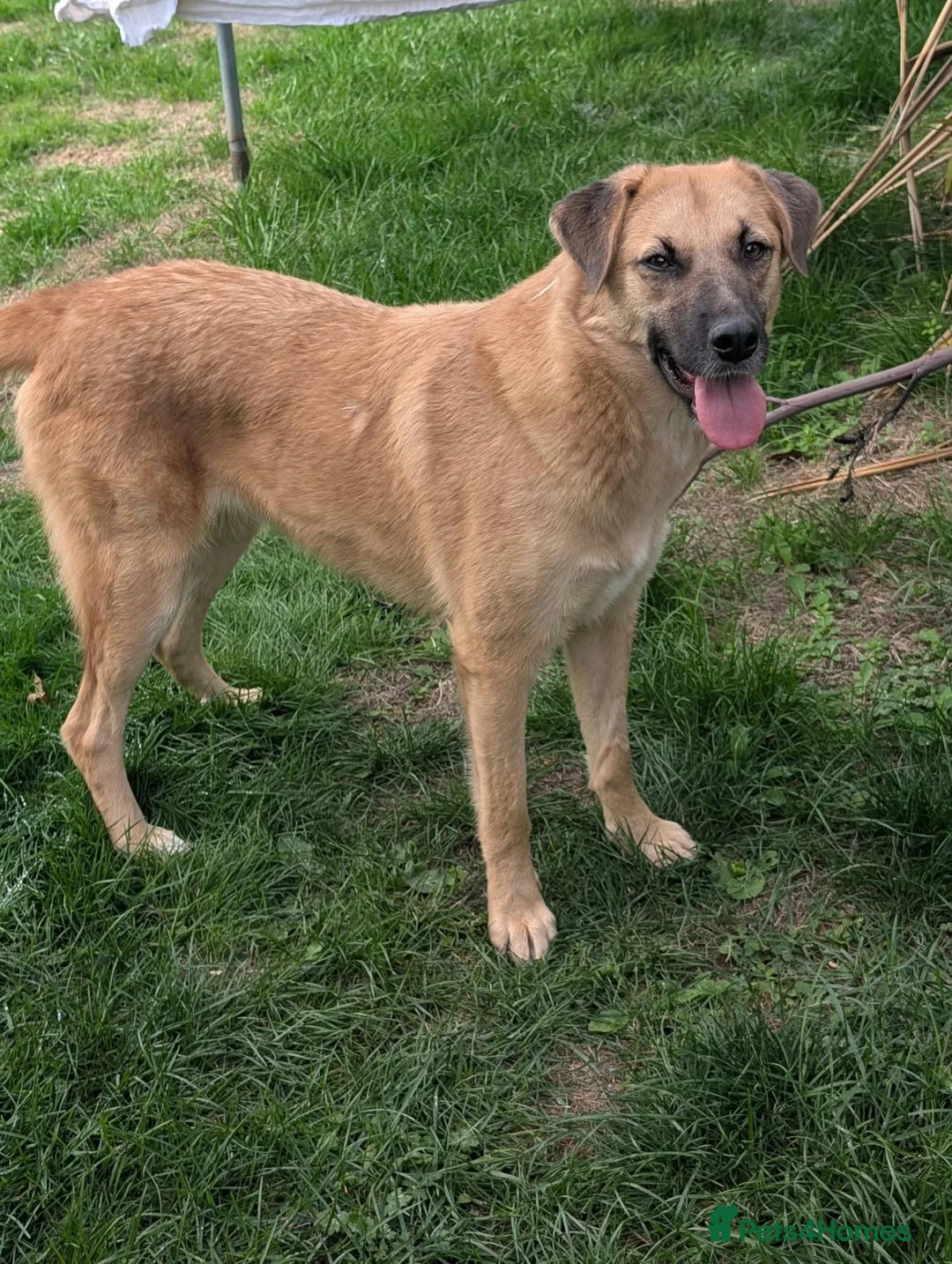 Mixed Breed dogs for adoption: Ruby for adoption in Brackley - Advert 1