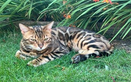 Bengal cats for sale: MUST GO TOGETHER  - Advert 14