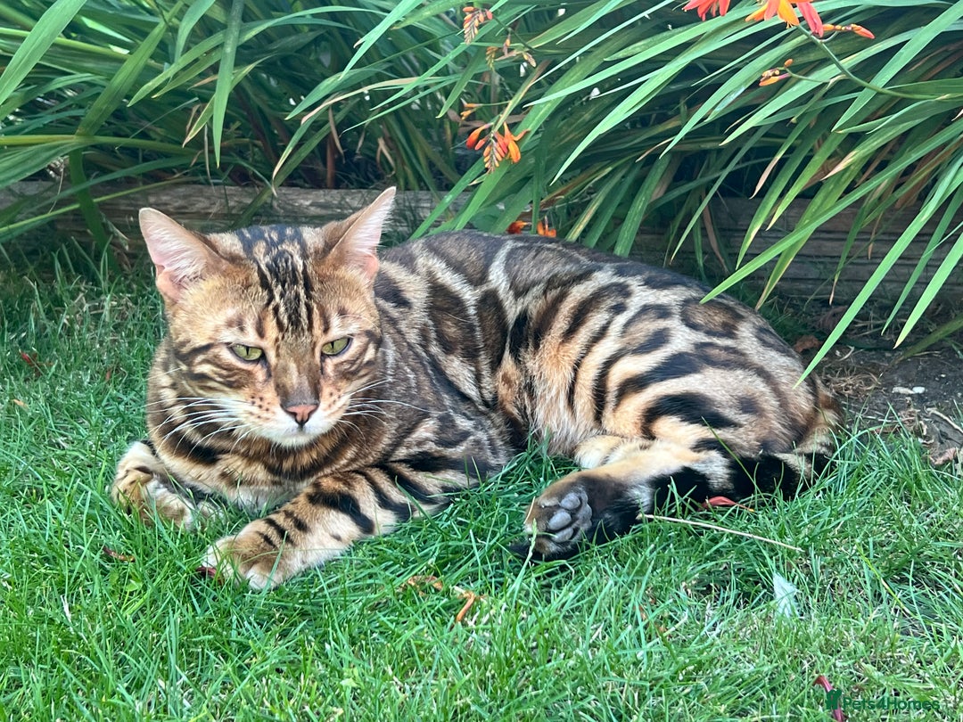 Bengal cats for sale: MUST GO TOGETHER  - Advert 14