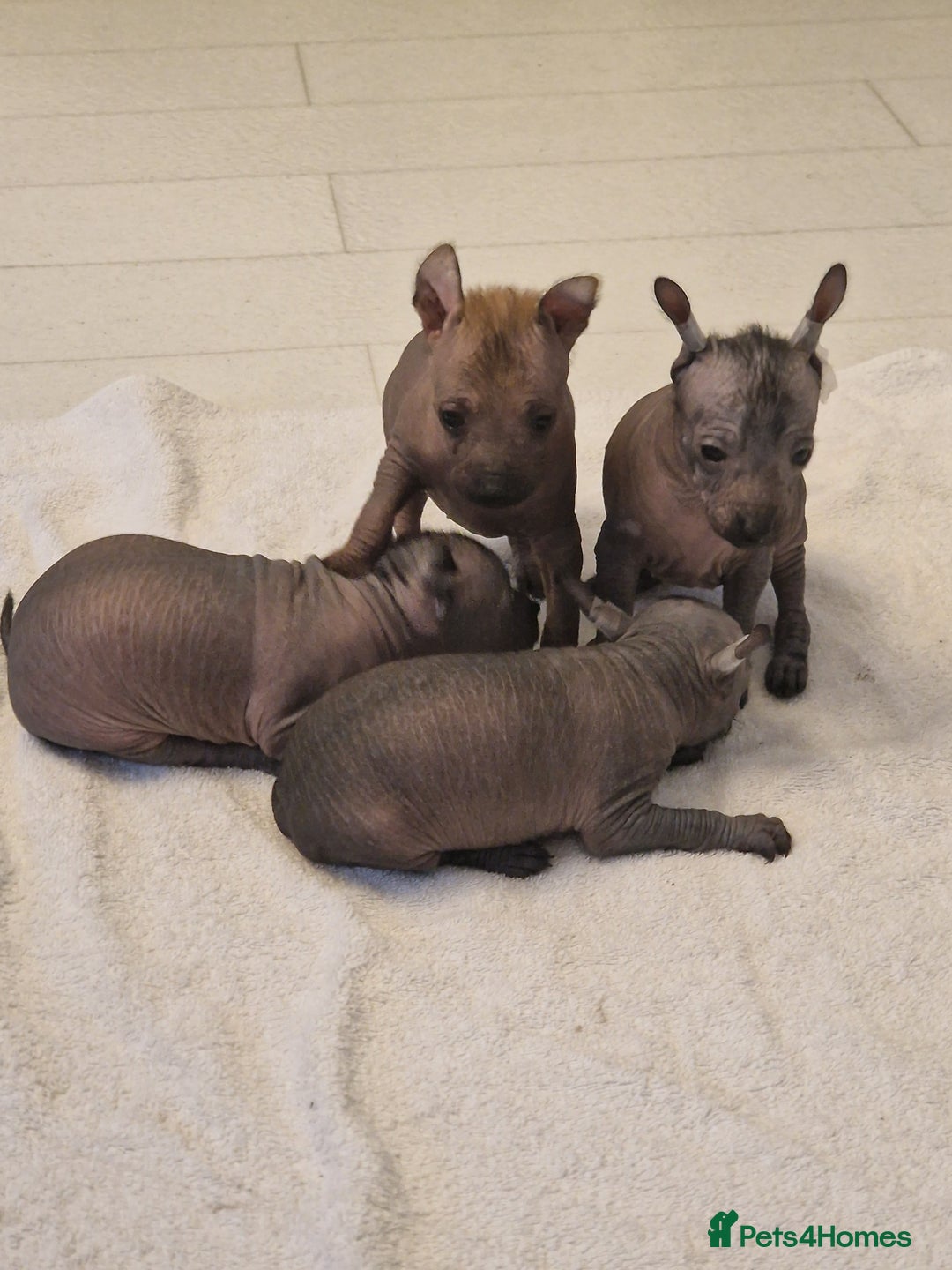 Mexican Hairless dogs for sale: 2 mini girls 2 coated boys - Advert 22