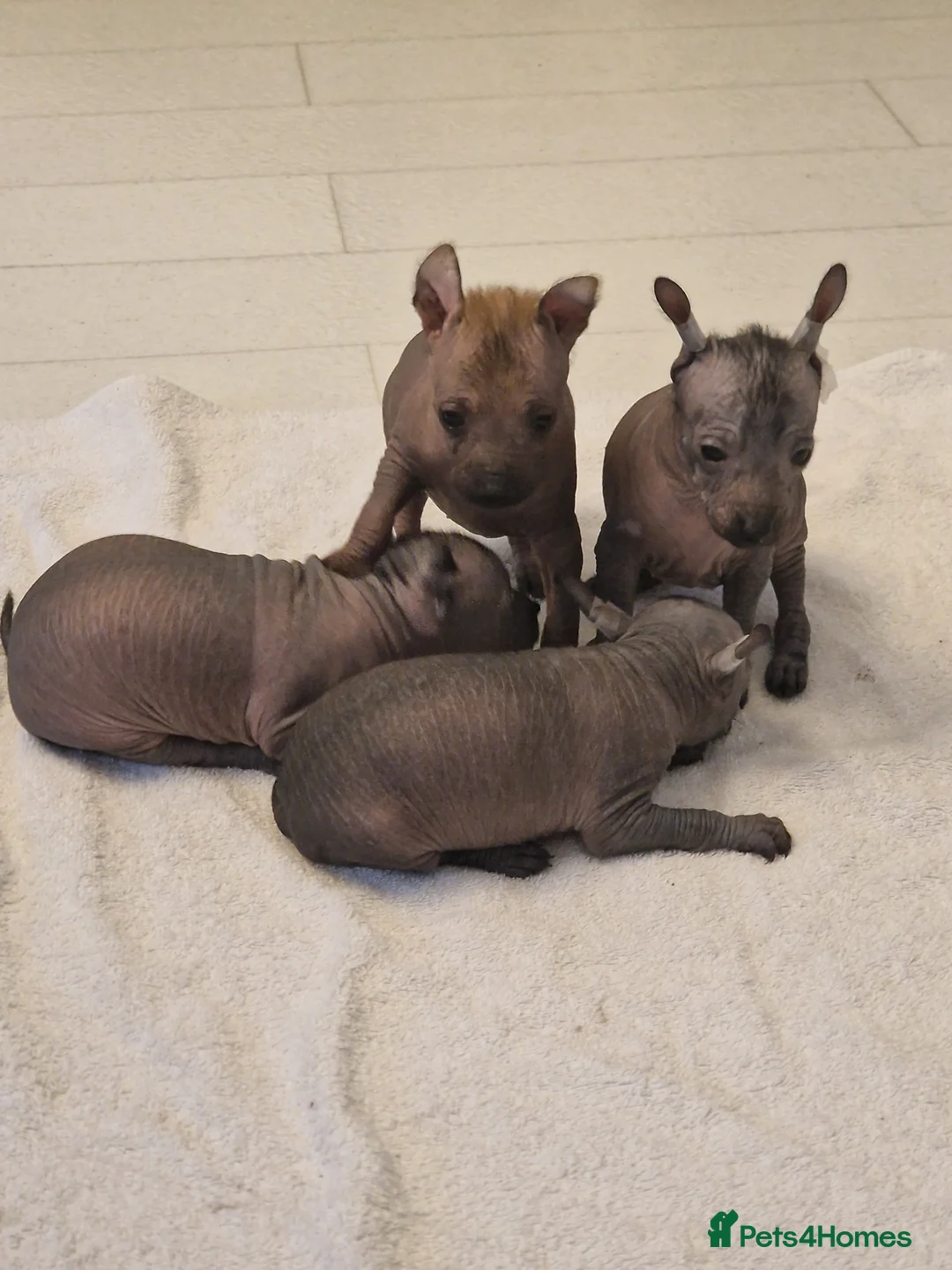 Mexican Hairless dogs for sale: 1 mini girl naked 1400 - Advert 23