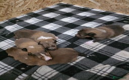 Shetland Sheepdog dogs for sale: Shetland Sheepdog Puppies - Image 3