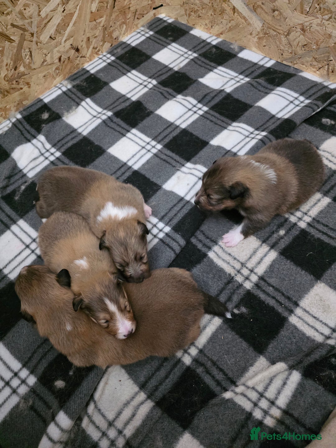 Shetland Sheepdog dogs for sale: Shetland Sheepdog Puppies - Image 3