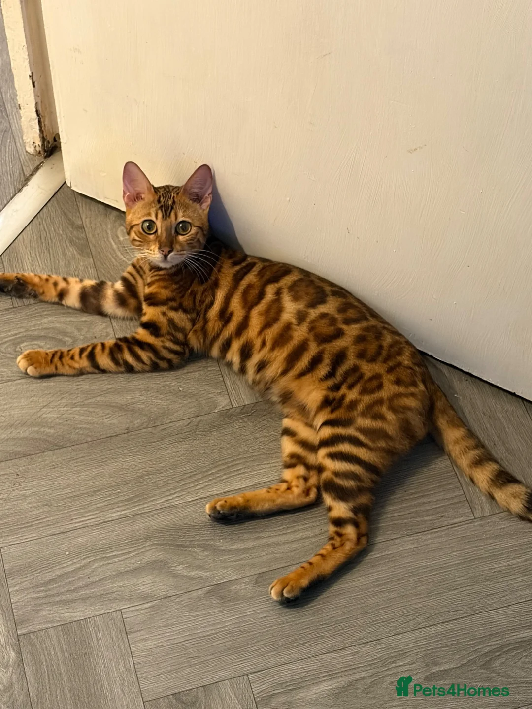 Bengal cats for sale: Outstanding pedigree bengals!  - Advert 1