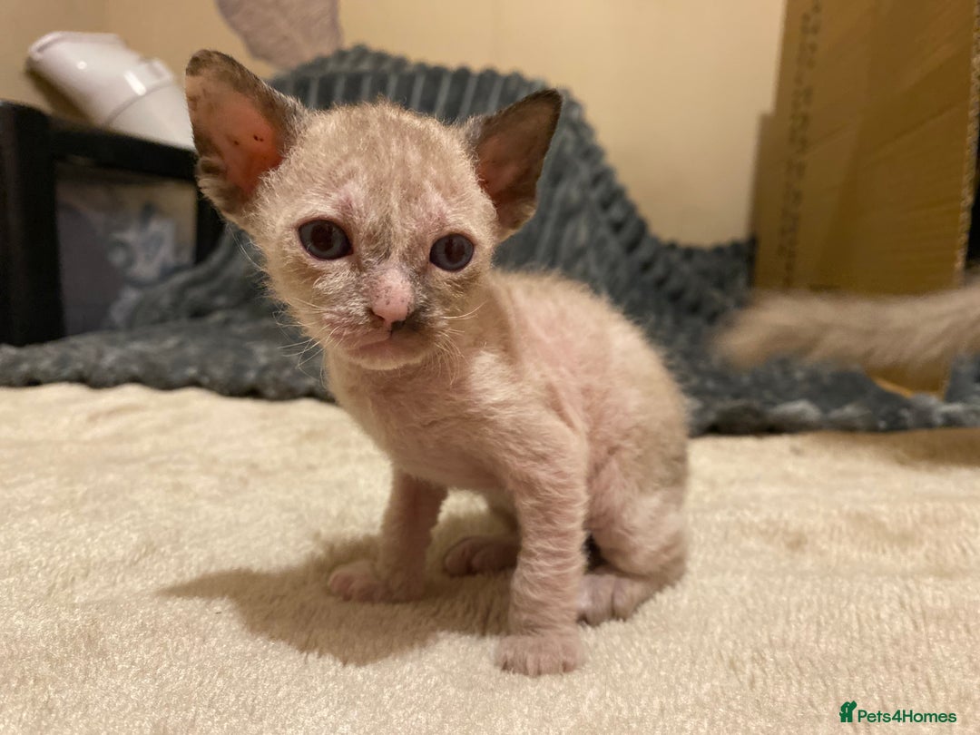 Sphynx cats for sale: Sphynx kittens 😍🥰🥰 - Advert 10