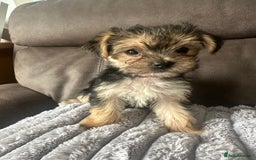 Morkie dogs for sale: Morkie Pups - Image 1