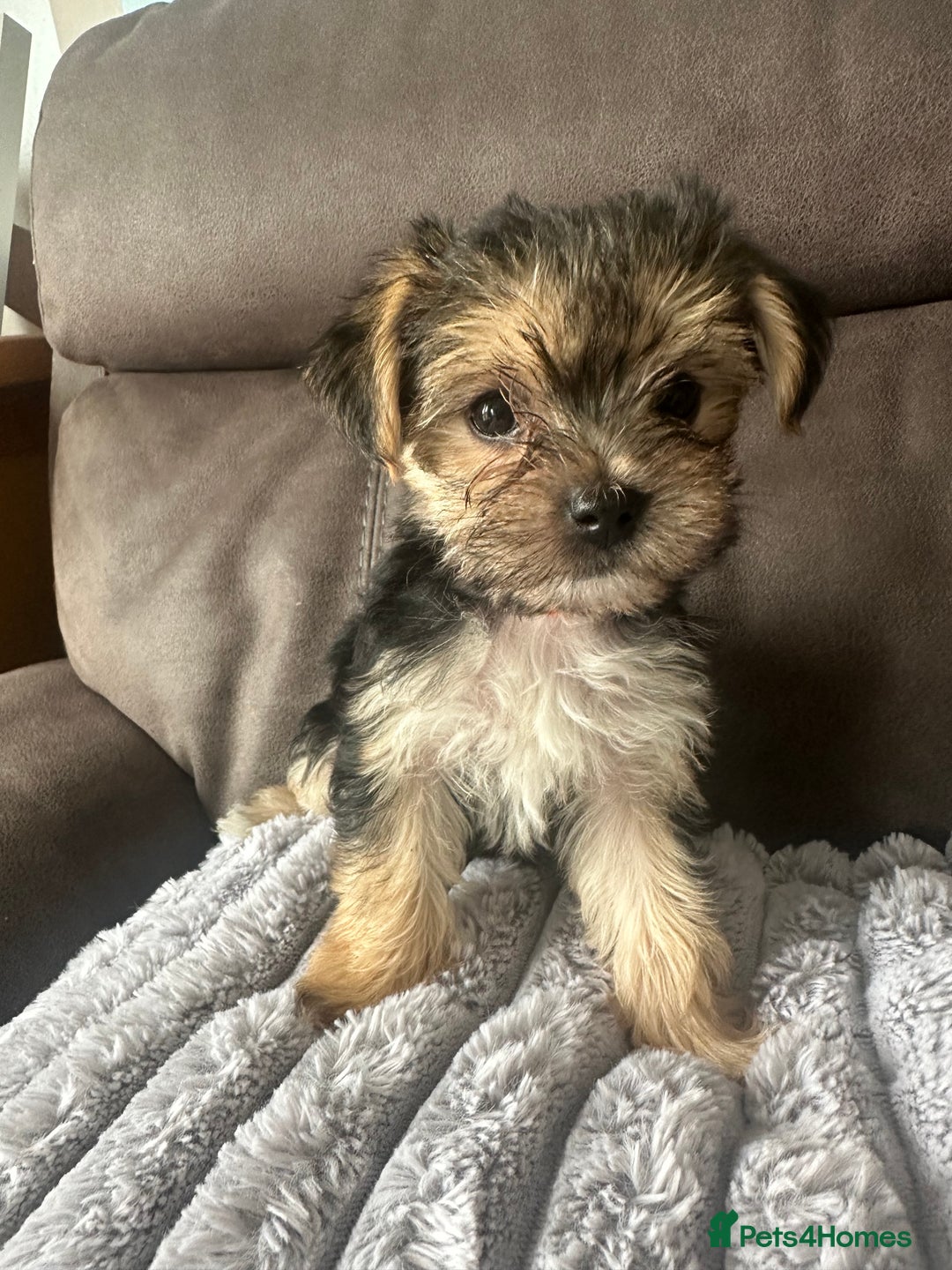 Morkie dogs for sale: Morkie Pups - Image 1