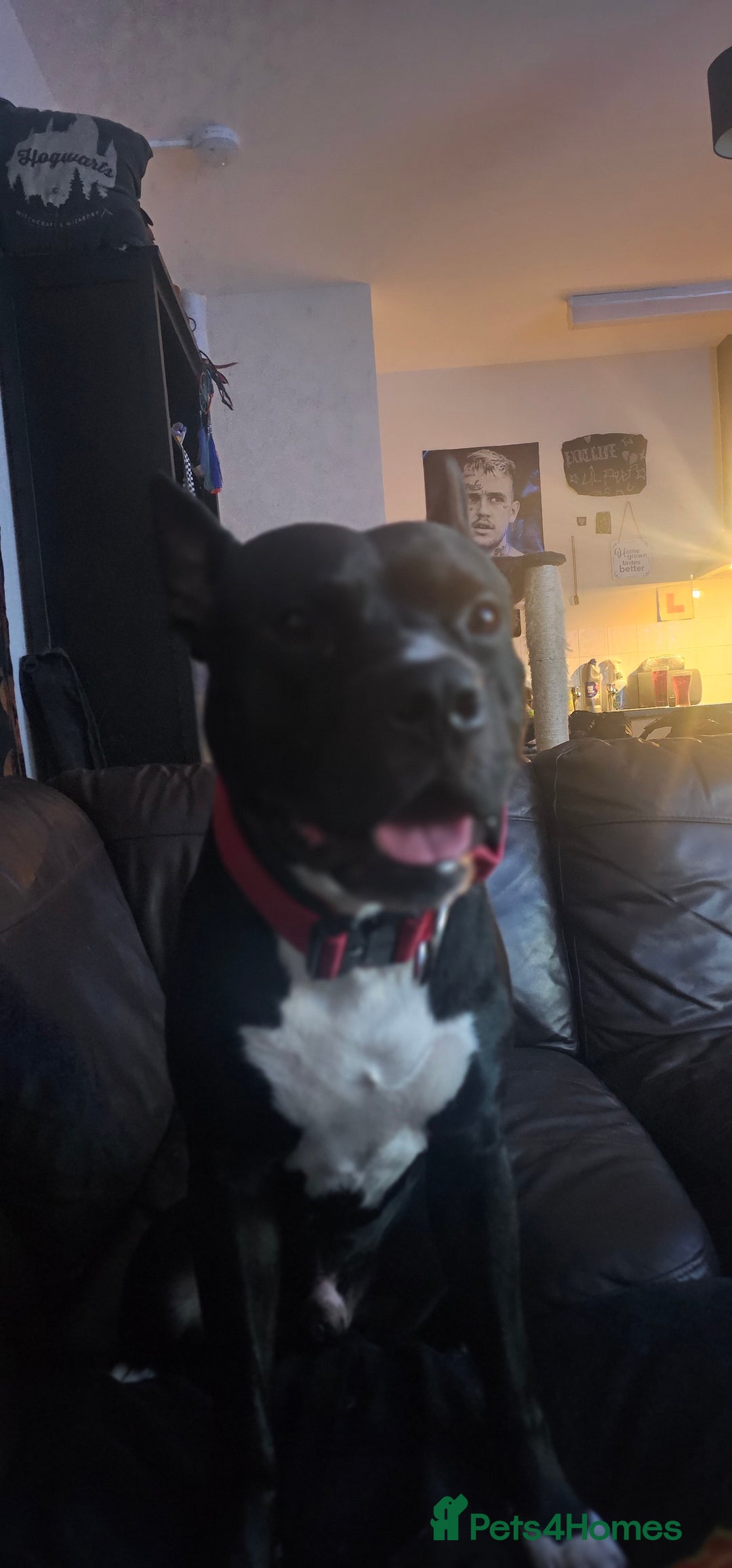 Mixed Breed dogs for stud: Dog for stud. American bully x cane corso - Advert 3