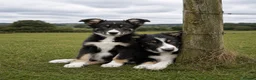 Border Collie dogs for sale: Female tri-coloured border collie pup - Advert 3