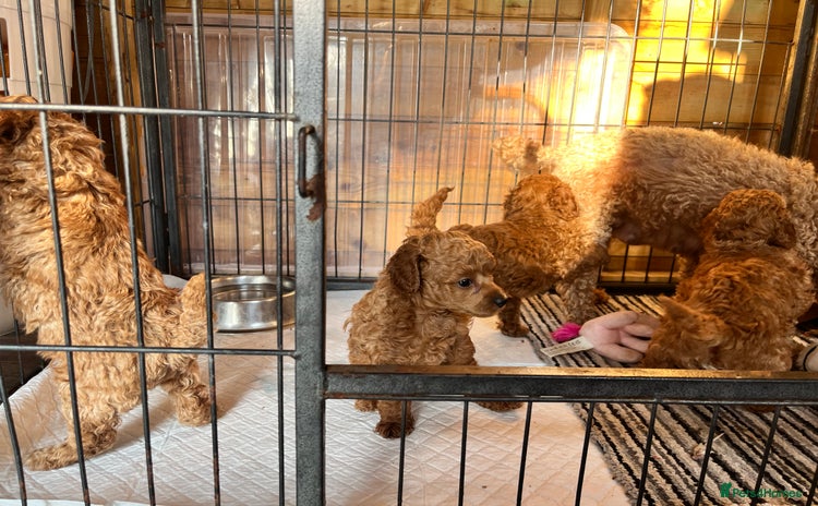 Toy Poodle dogs - Advert 2