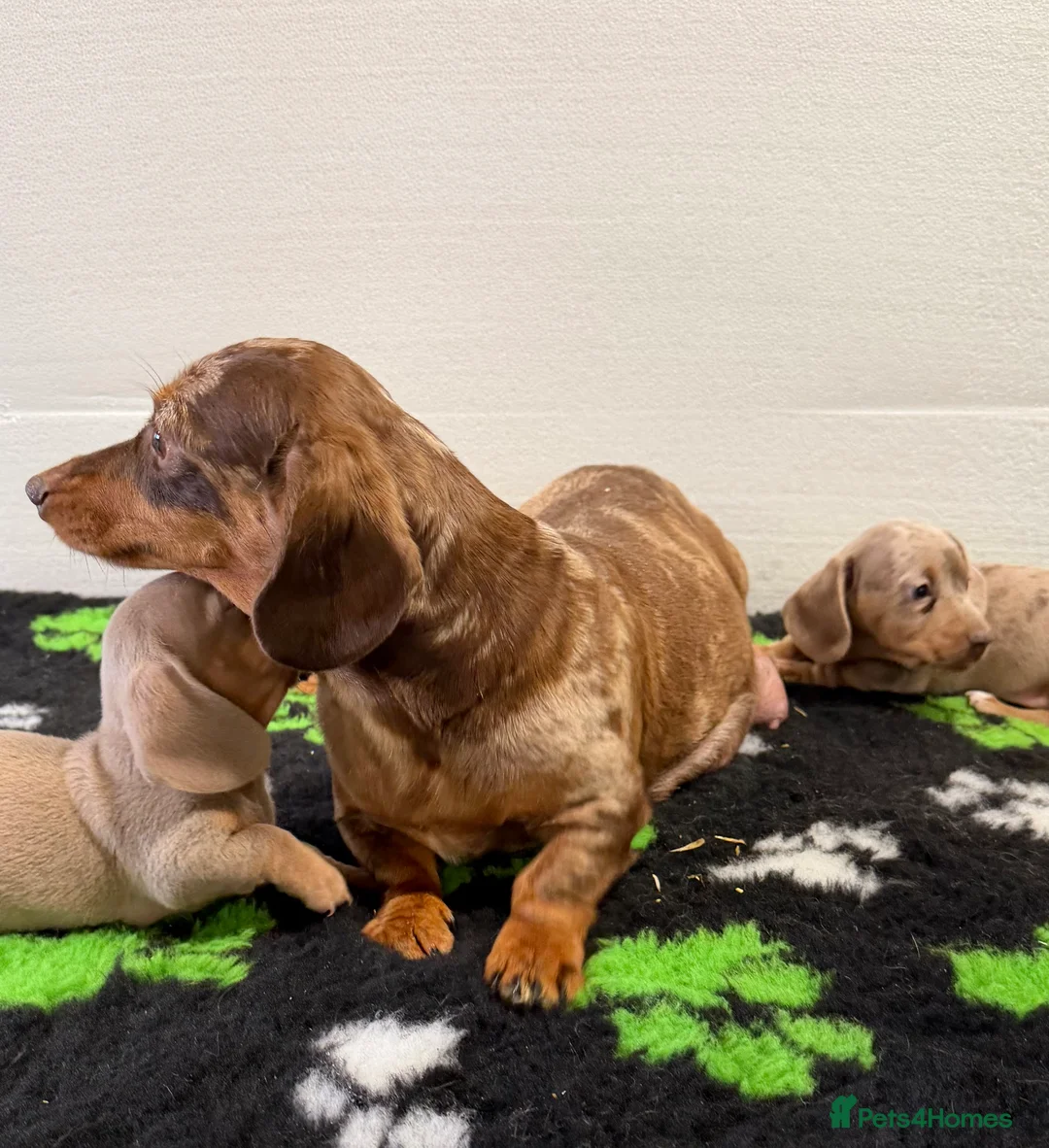 Miniature Dachshund dogs for sale: Dachshund pups for sale  in Omagh - Advert 3