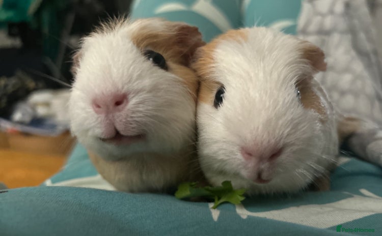 Guinea Pig rodents - Advert 1