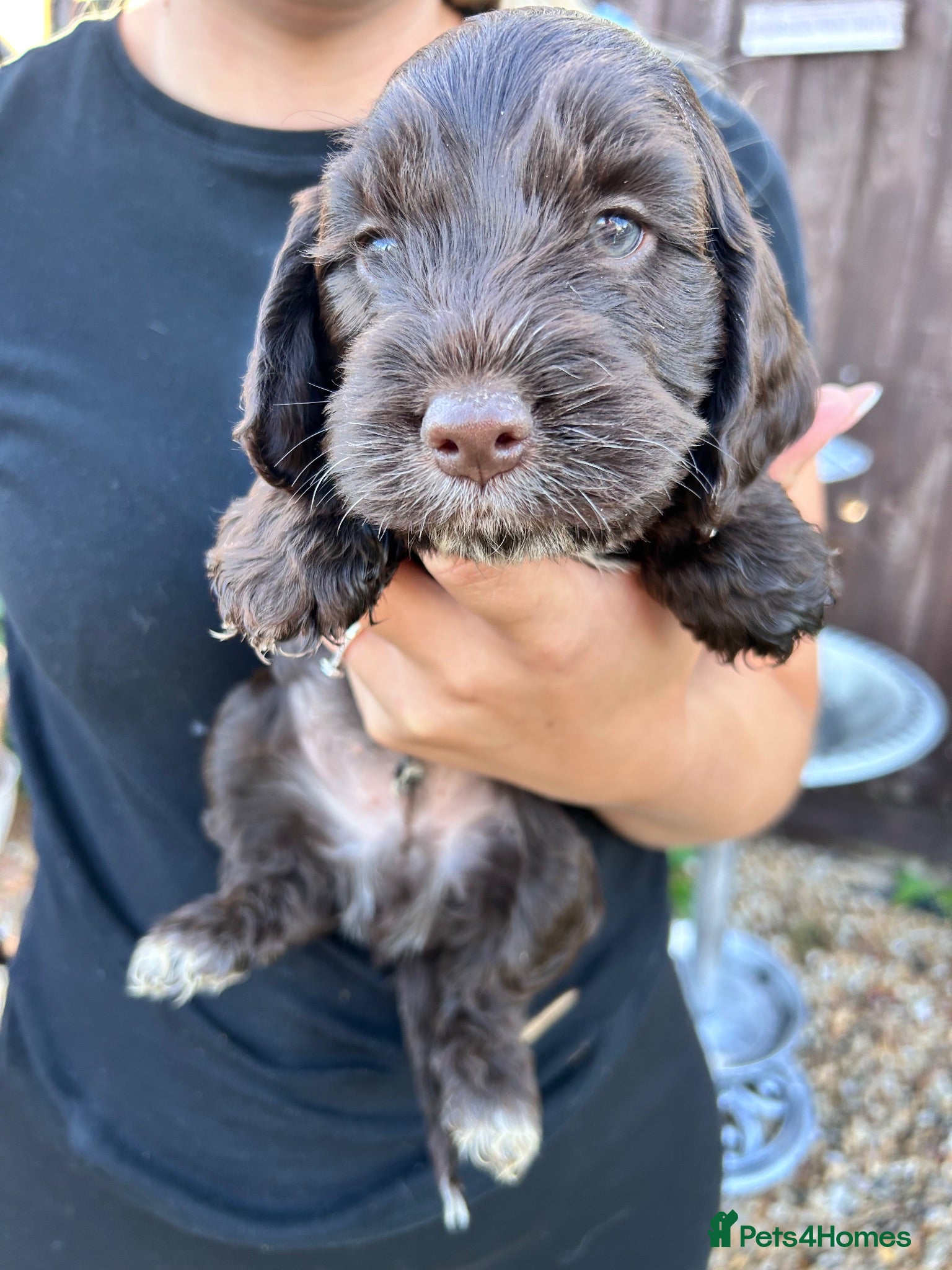 Cockapoo dogs Cockapoo puppy’s for sale  - Advert 9