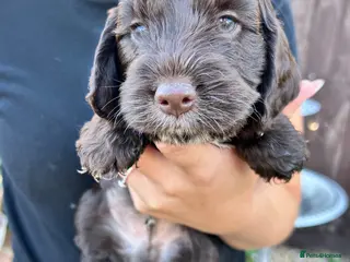 Cockapoo dogs Cockapoo puppy’s for sale - Advert 9