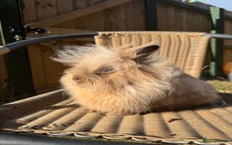 Lionhead rabbits for sale: Pure bred double maned chocolate torte lionhead  - Image 9