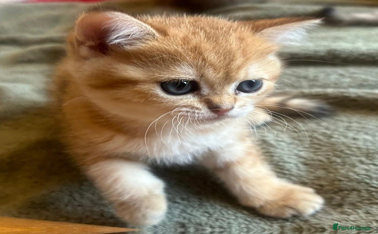 British Shorthair cats - Advert 7