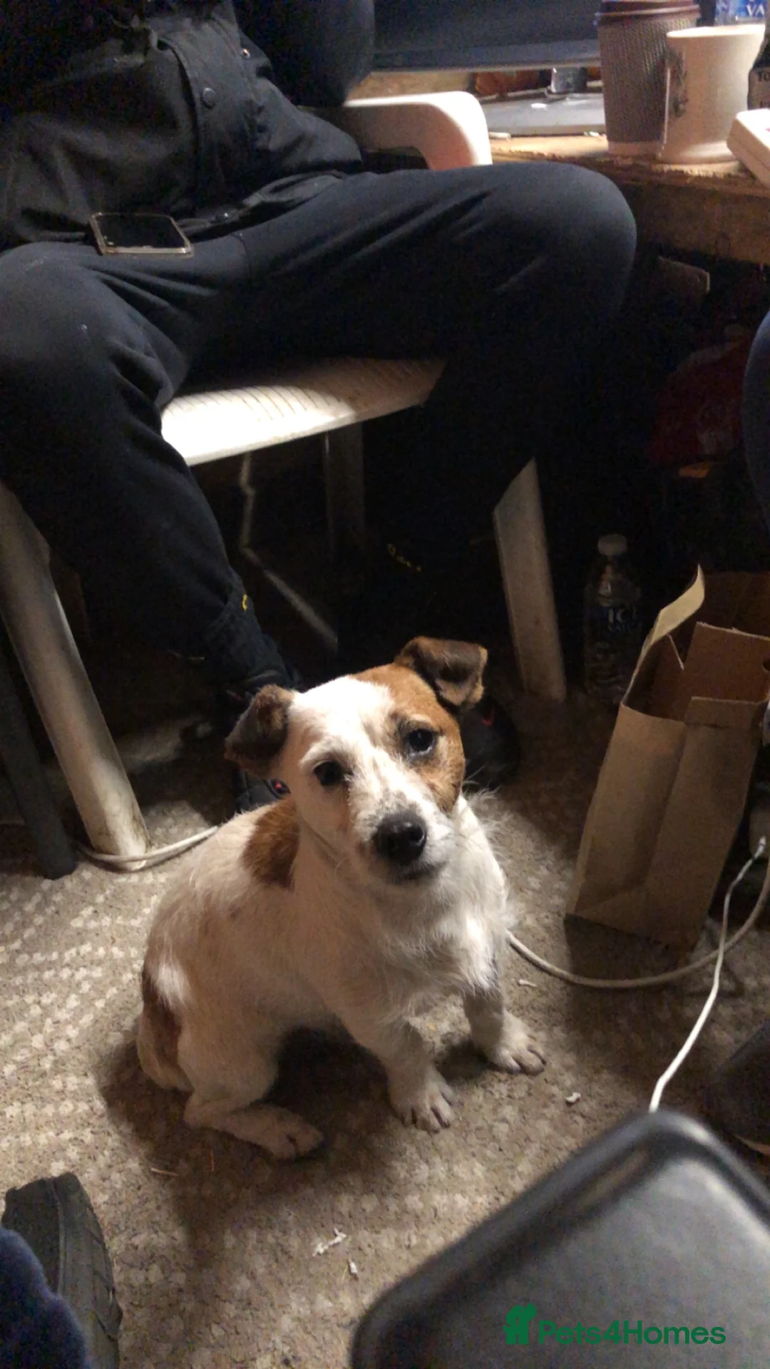 Jack Russell dogs for stud: Bill  - Advert 5