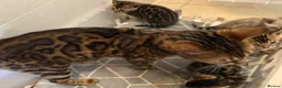 Bengal cats for sale: Outstanding Pedigree TICA Bengal Kittens - Advert 10