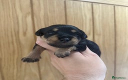 Schnoodle dogs for sale: LAST OUTSTANDING GIRL TOY SCHNOODLES DNA 🧬 CLEAR! - Image 19
