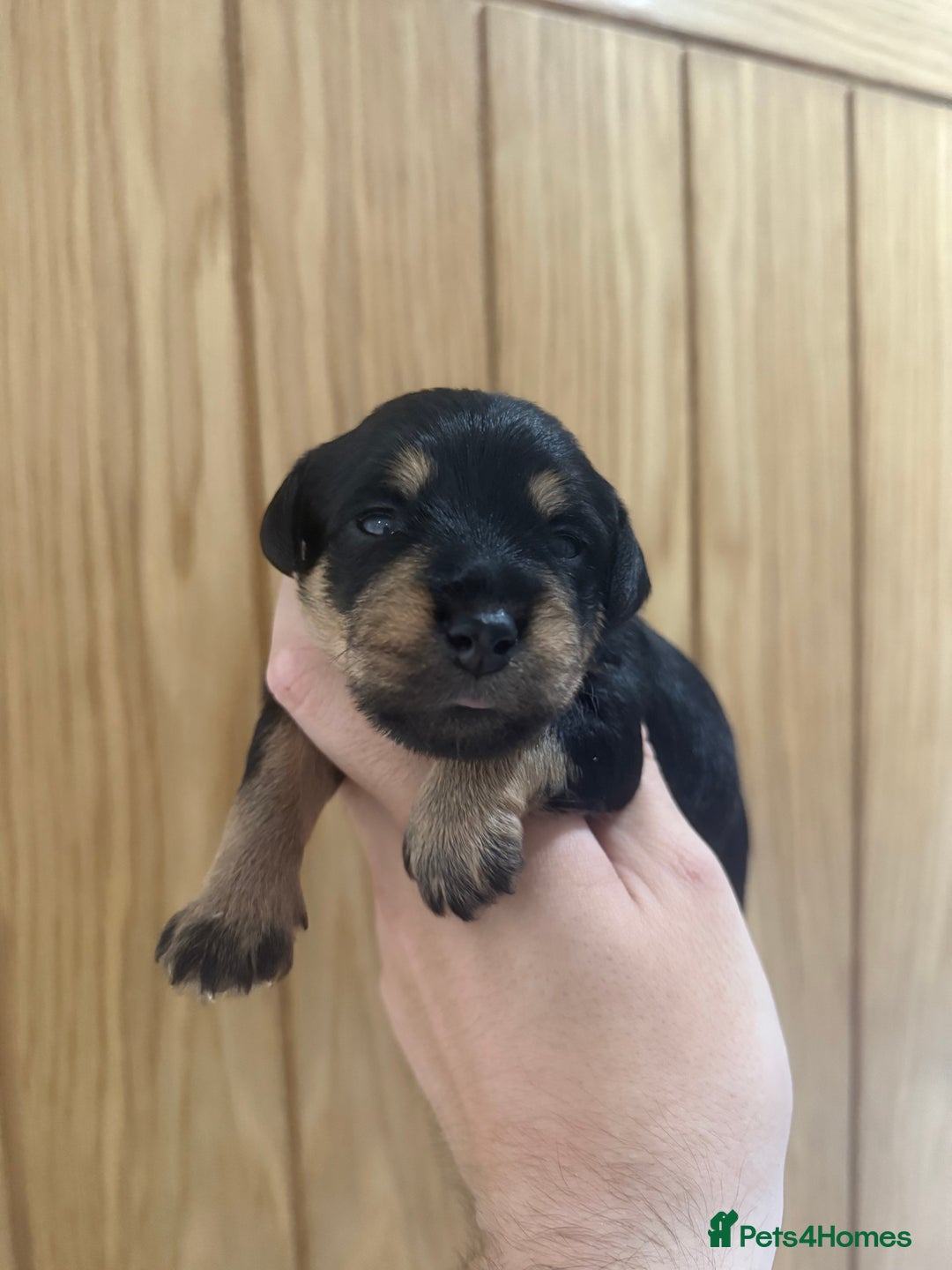 Schnoodle dogs for sale: LAST OUTSTANDING GIRL TOY SCHNOODLES DNA 🧬 CLEAR! - Image 19