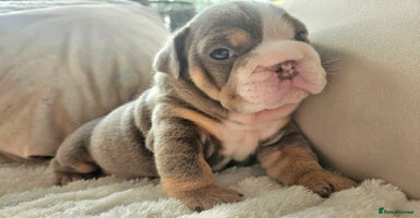 English Bulldog dogs - Advert 4