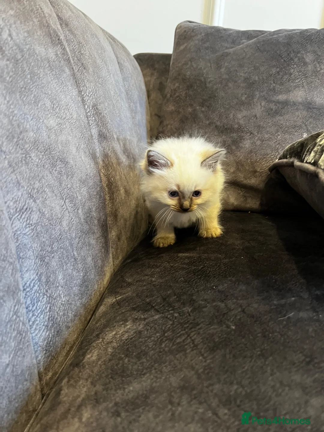 Ragdoll cats for sale: Pure ragdoll two boys  - Advert 2