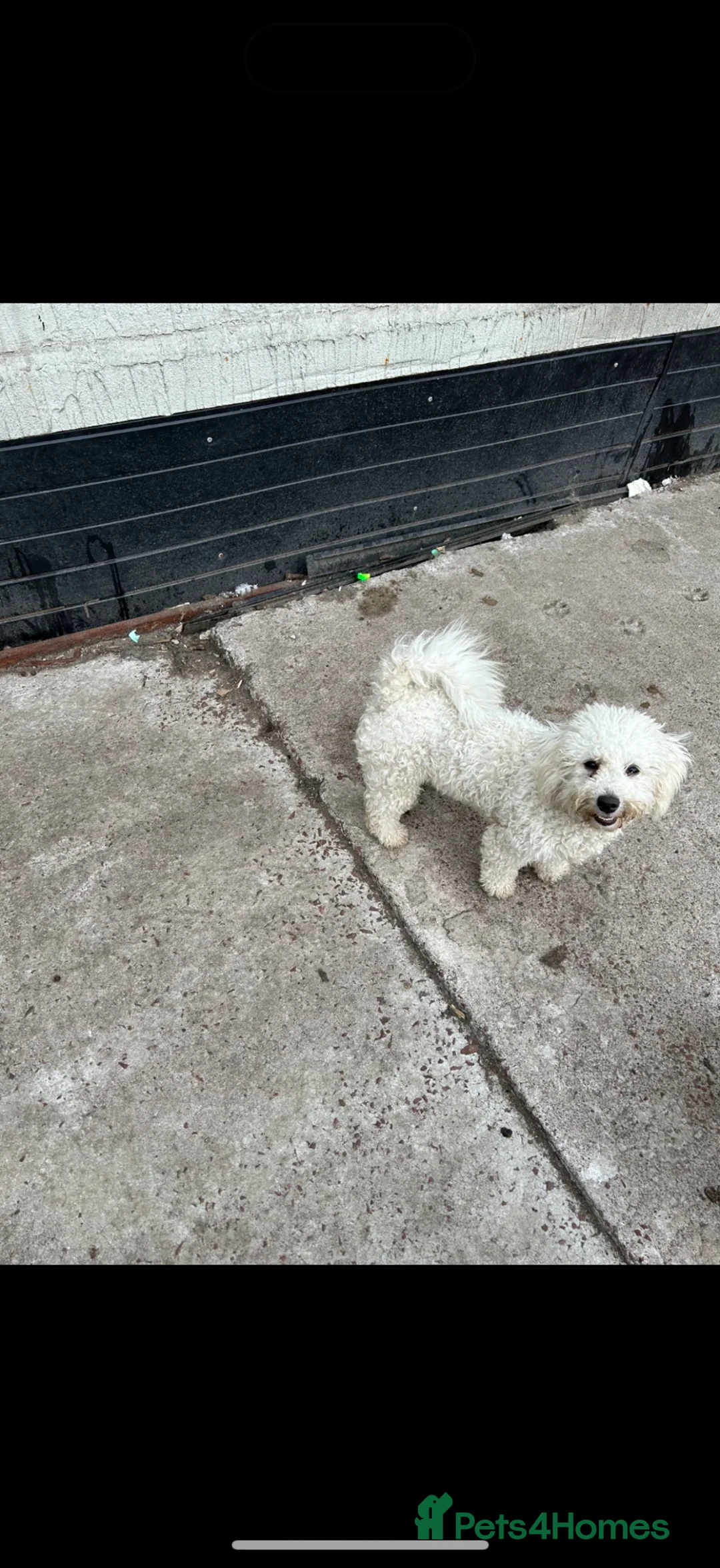 Bichon Frise dogs for sale: Adorable Bichions Frise in Glasgow - Advert 2