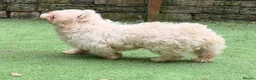 Mixed Breed dogs for stud: Pink Merle Floodle for Stud in Batley - Advert 6