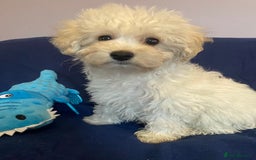 Mixed Breed dogs for sale: Beautiful Shihpoo cross maltese puppies - Image 7
