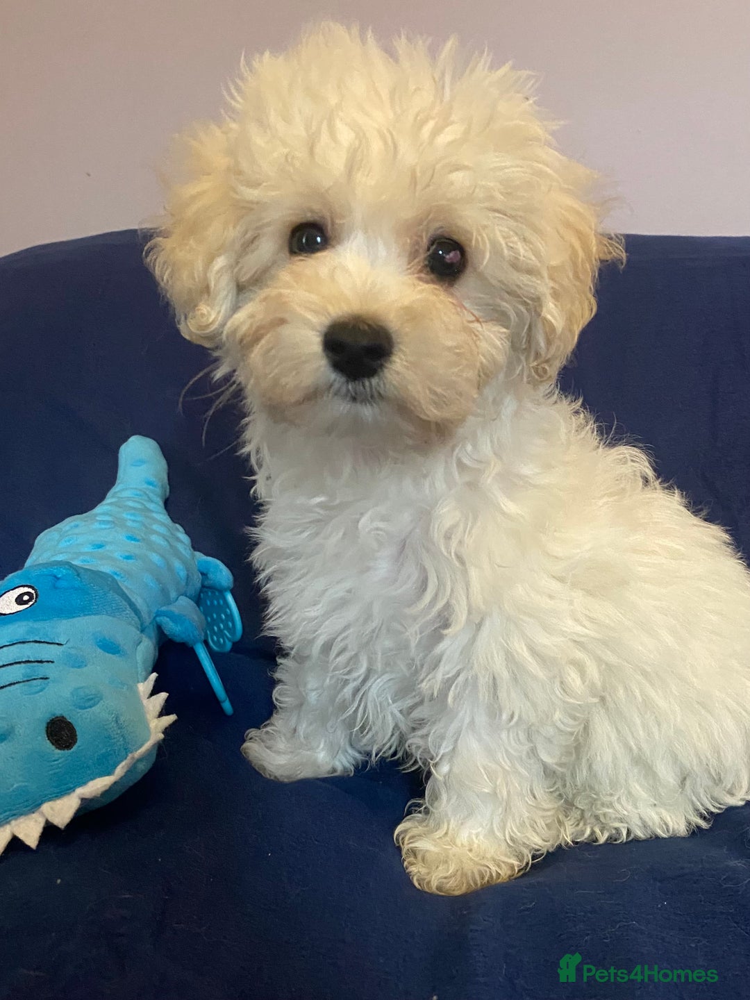 Mixed Breed dogs for sale: Beautiful Shihpoo cross maltese puppies - Image 7