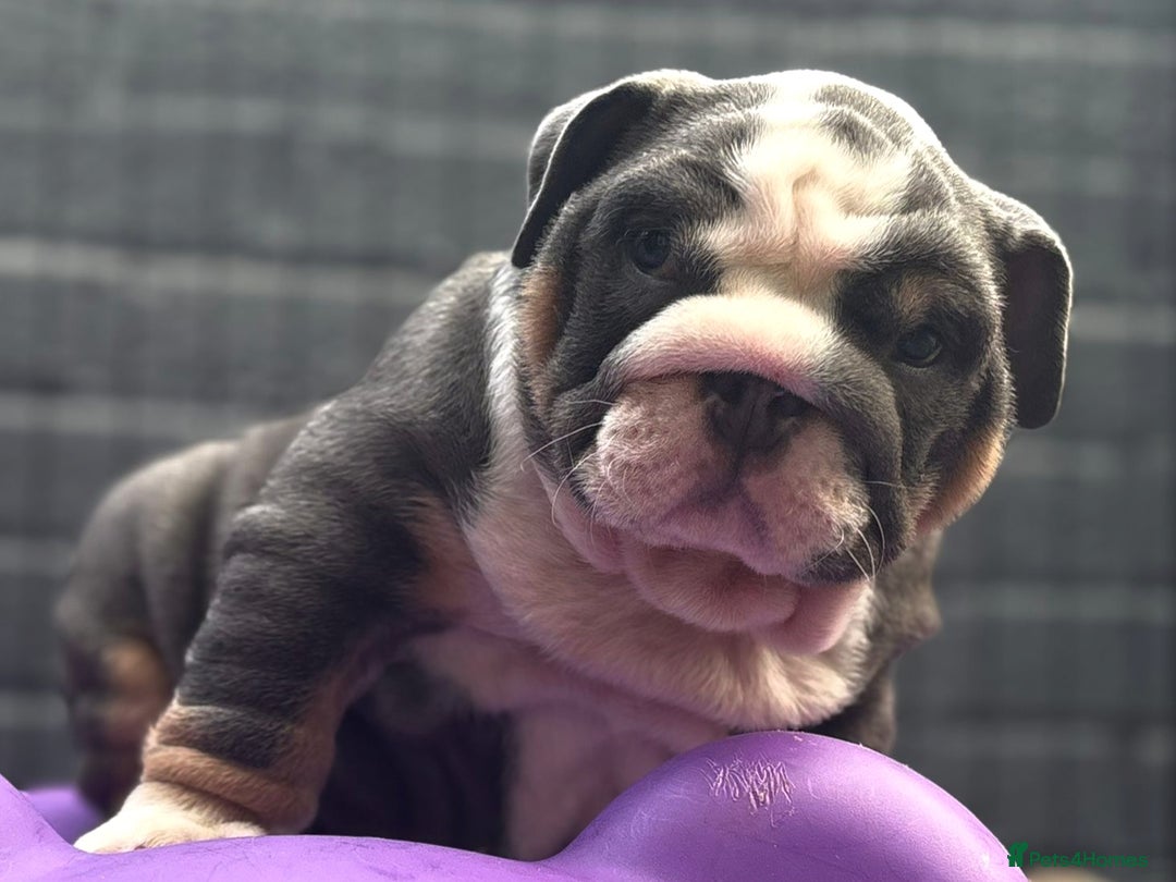 English Bulldog dogs for sale: Exceptional English Bulldog Puppies - Image 10