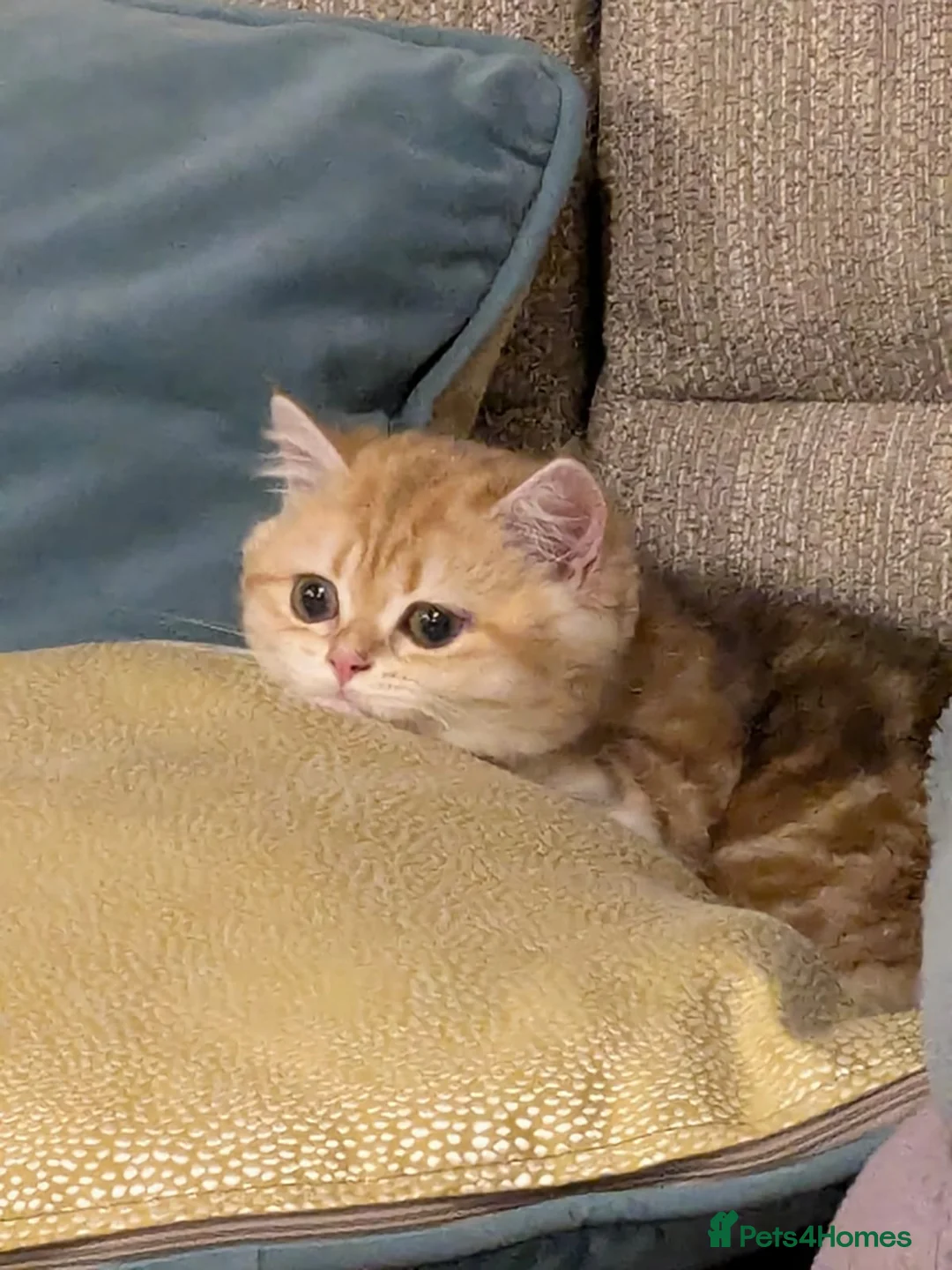 British Shorthair cats for sale: British Shorthair Golden Tabby in Edinburgh - Advert 6