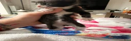 Mixed Breed cats for sale: Black and white female kitten  - Advert 15