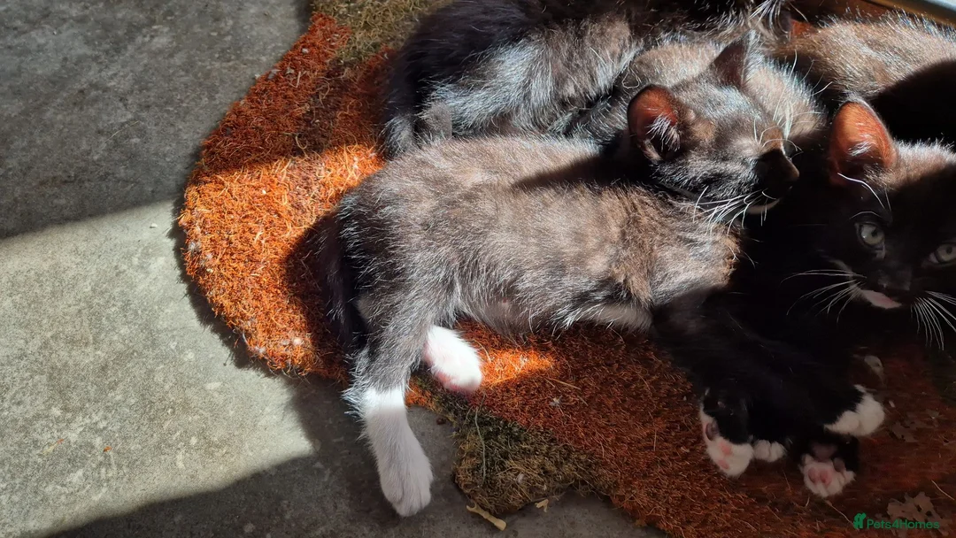Mixed Breed cats for sale: Mixed kittens in Southampton - Advert 2