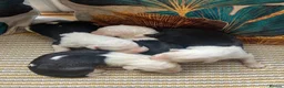 Old English Sheepdog dogs for sale: Kc Registered Old English Sheepdogs  - Advert 22