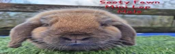 Mini Lop rabbits for sale: Various Adult Mini Lops - Advert 19
