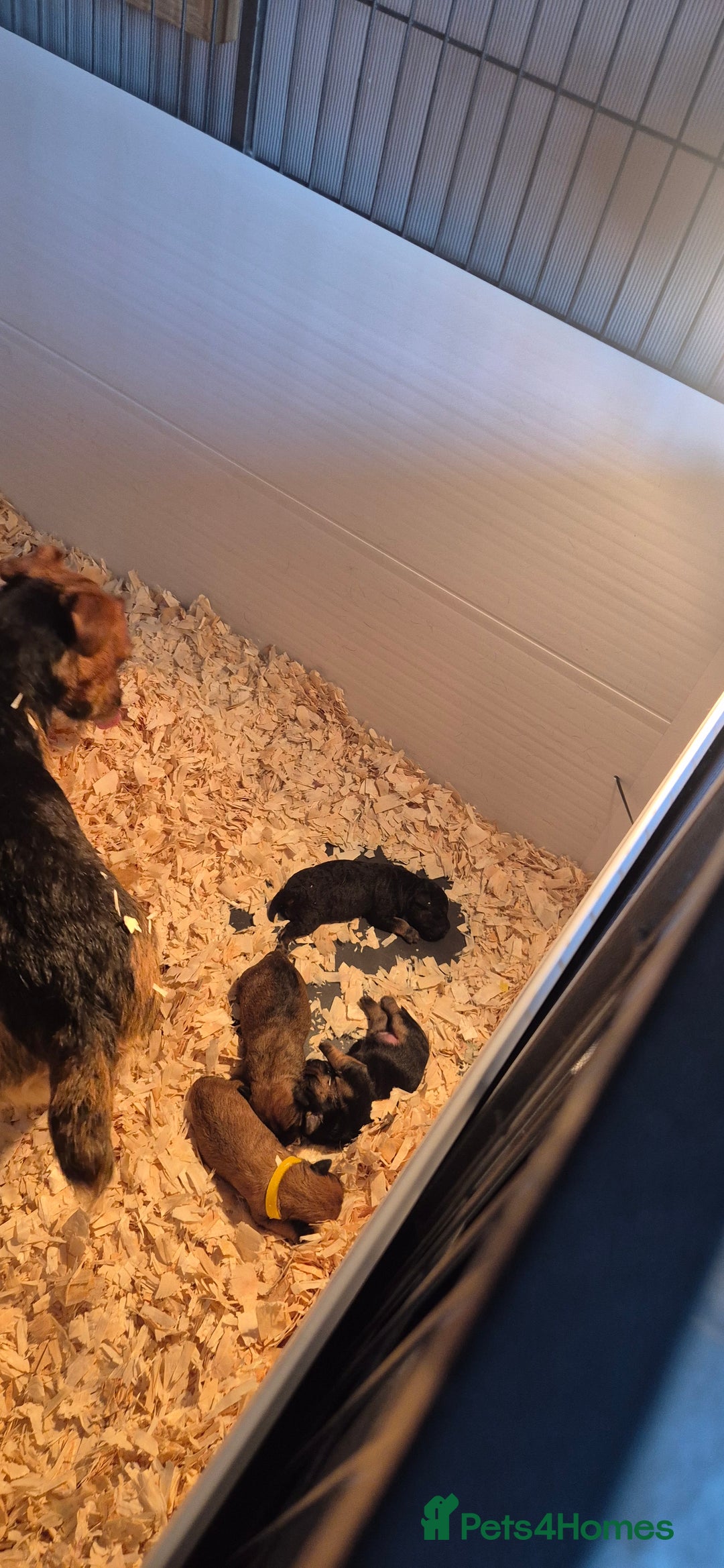 Patterdale Terrier dogs for sale: Patterdale x lakeland pups  - Image 16