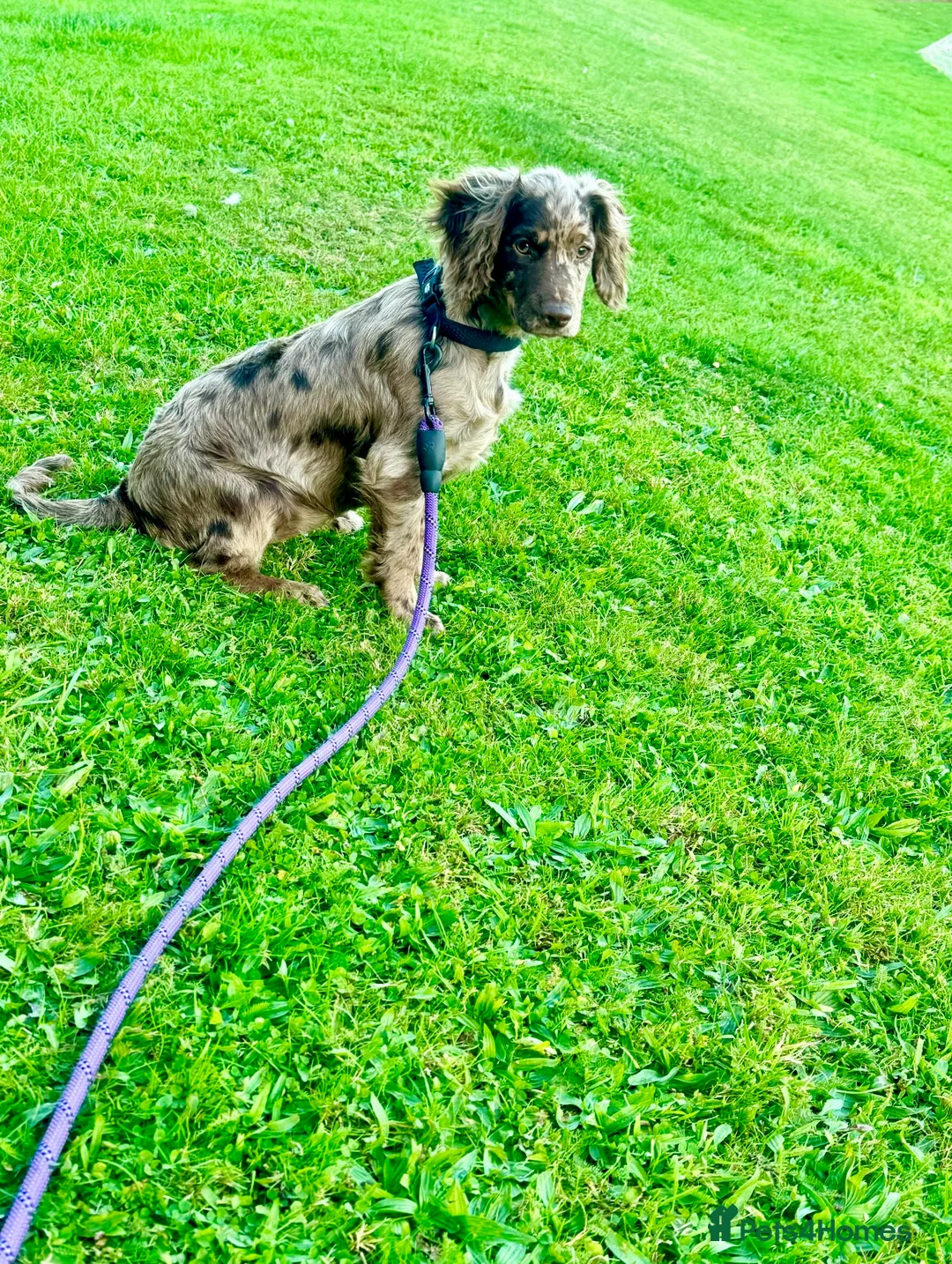 Cocker Spaniel dogs for sale: 💜 2 YEAR OLD BEAUTIFUL COCKER GIRL 💜 - Advert 5