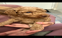 Miniature Poodle dogs for sale: Miniture poodles - READY TO LEAVE!!   - Image 3