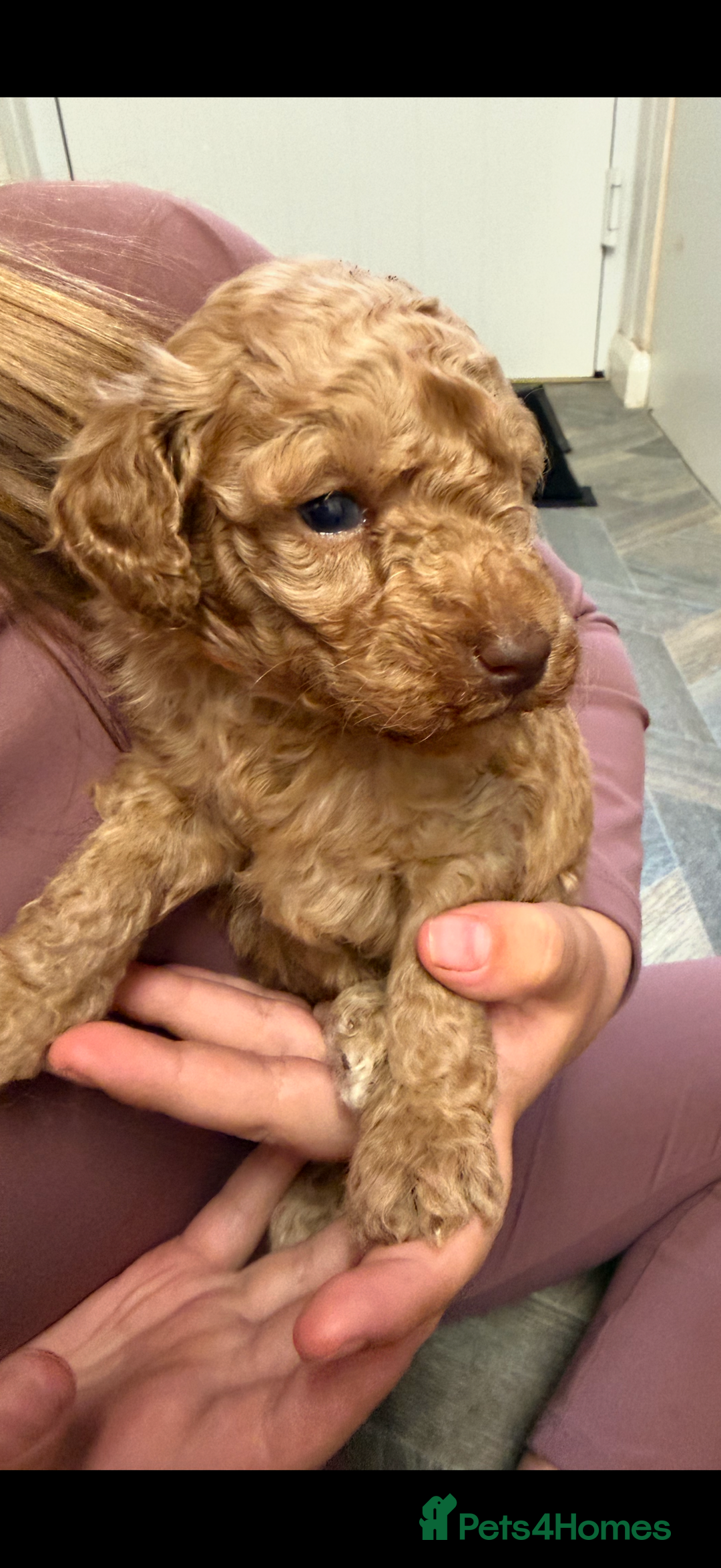 Miniature Poodle dogs for sale: Miniture poodles - READY TO LEAVE!!   - Image 3