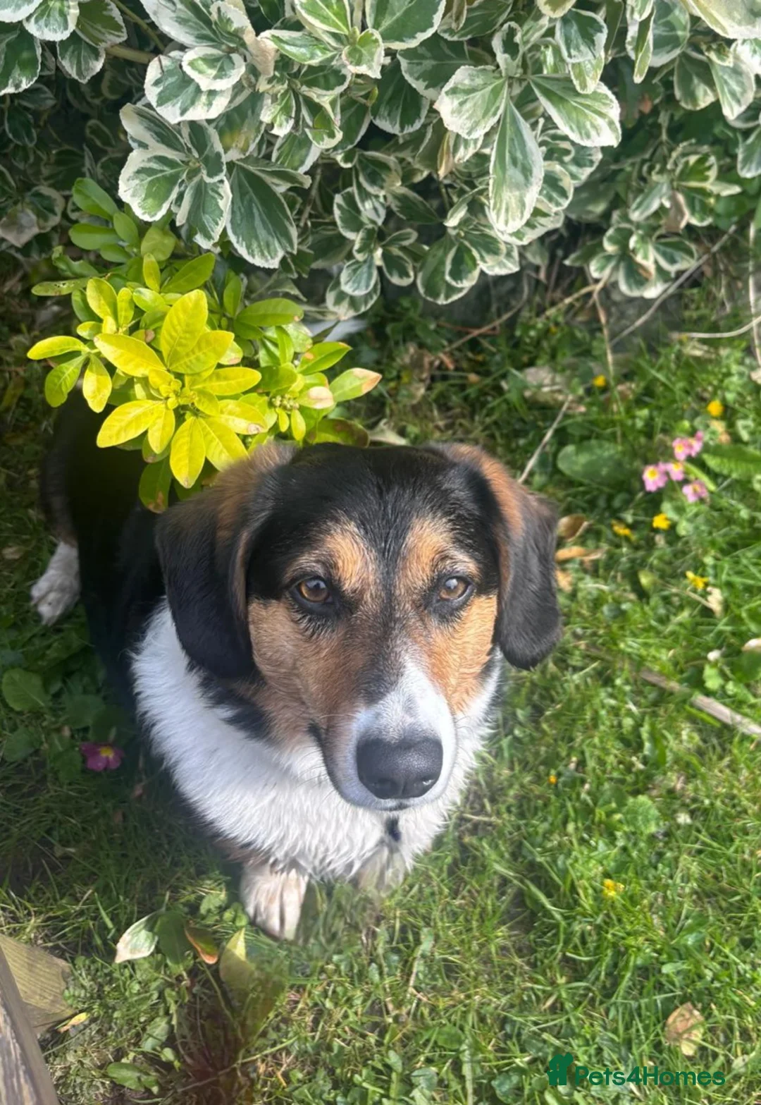 Welsh Corgi Cardigan dogs for adoption: Mr Taffy looking for his forever family in Stroud - Advert 3