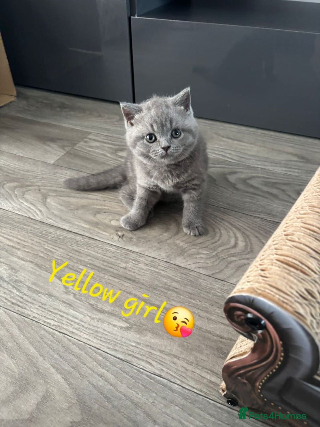 British Shorthair cats for sale: Blue British short hair kittens  in Braintree - Image 21