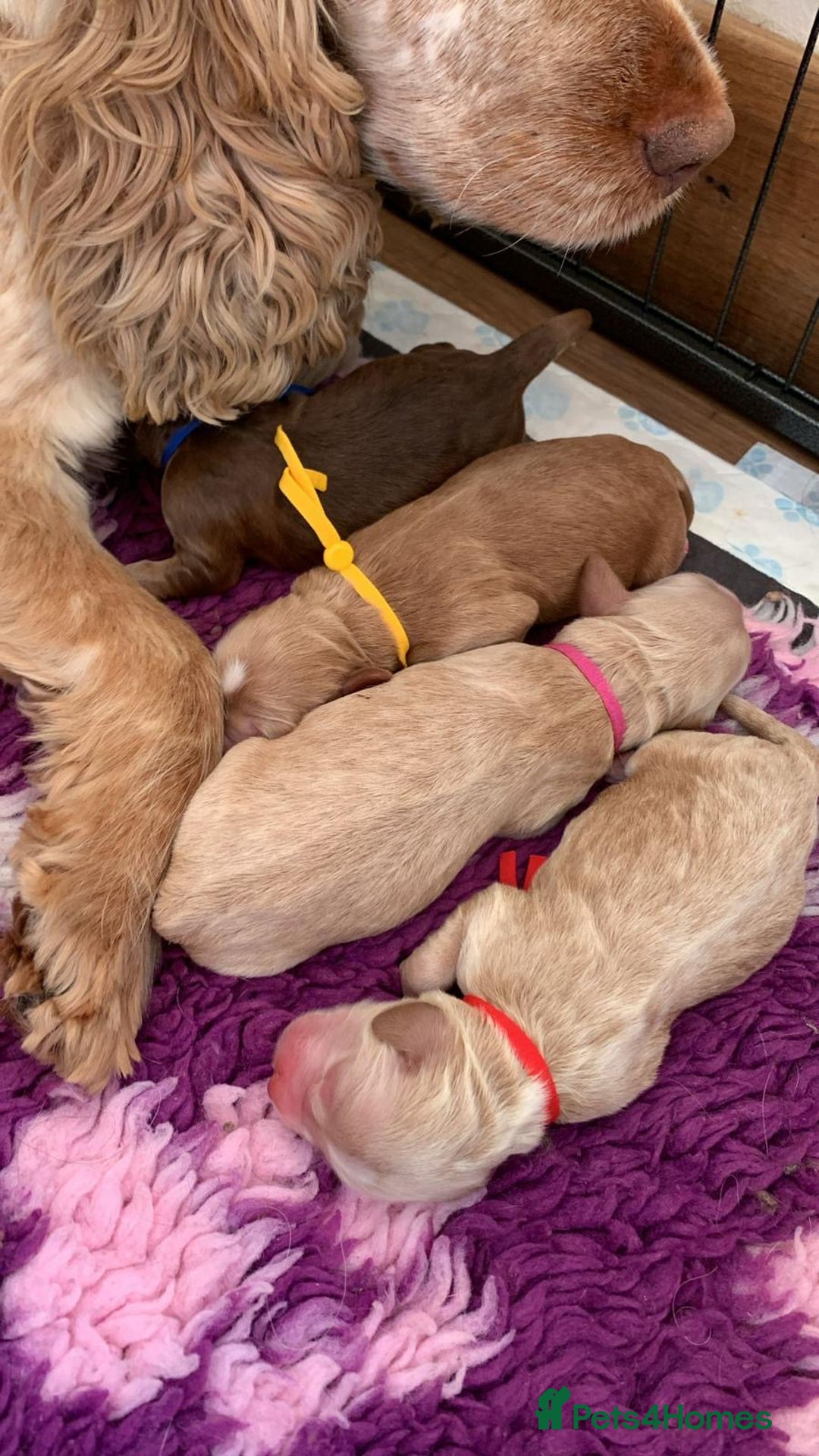 Cockapoo dogs for sale: 3 gorgeous boys F1 Cockerpoo puppies  - Advert 2