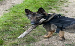 German Shepherd dogs for sale: Rocky - German Shepherd - Image 2
