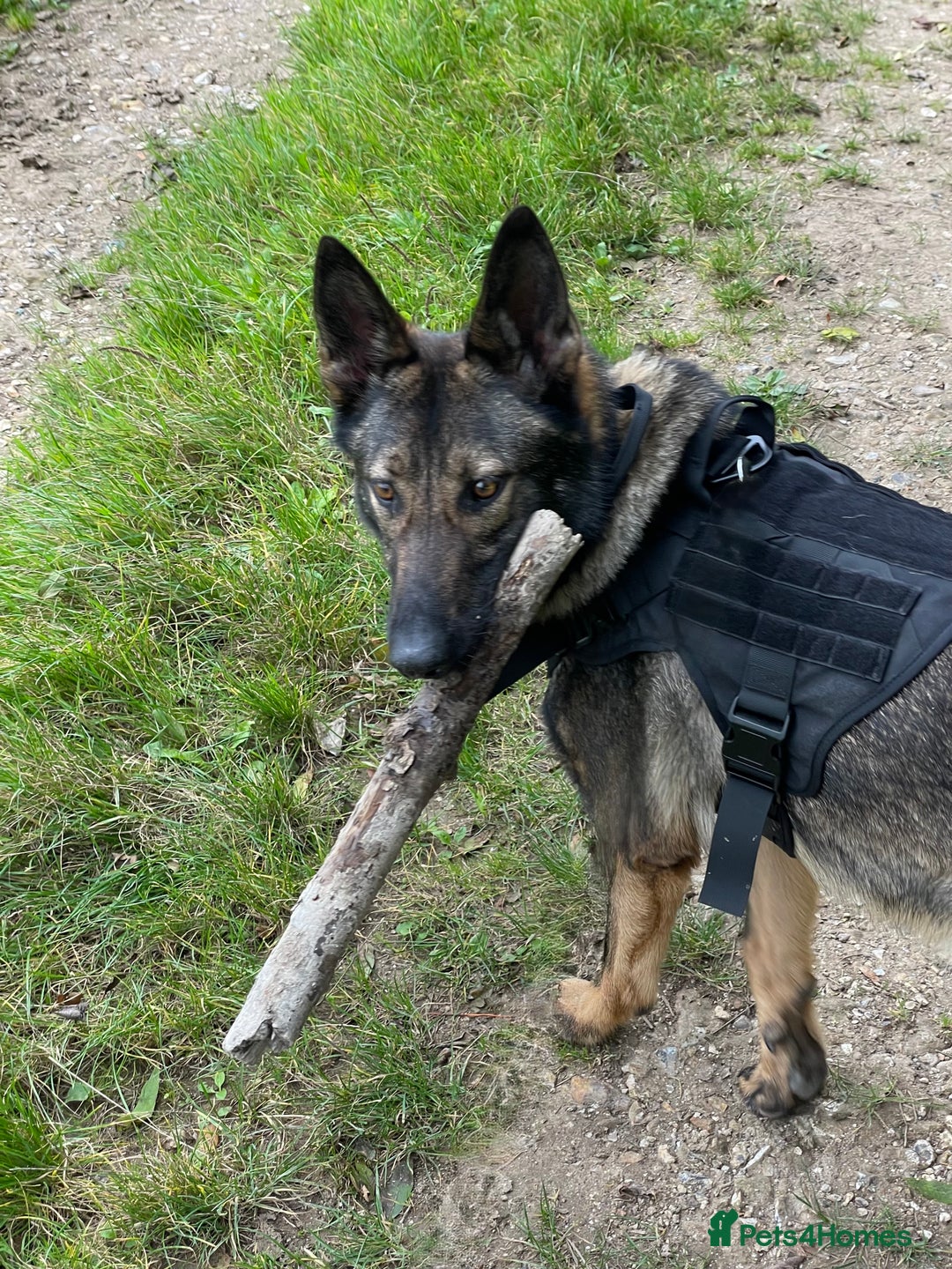 German Shepherd dogs for sale: Rocky - German Shepherd - Image 2