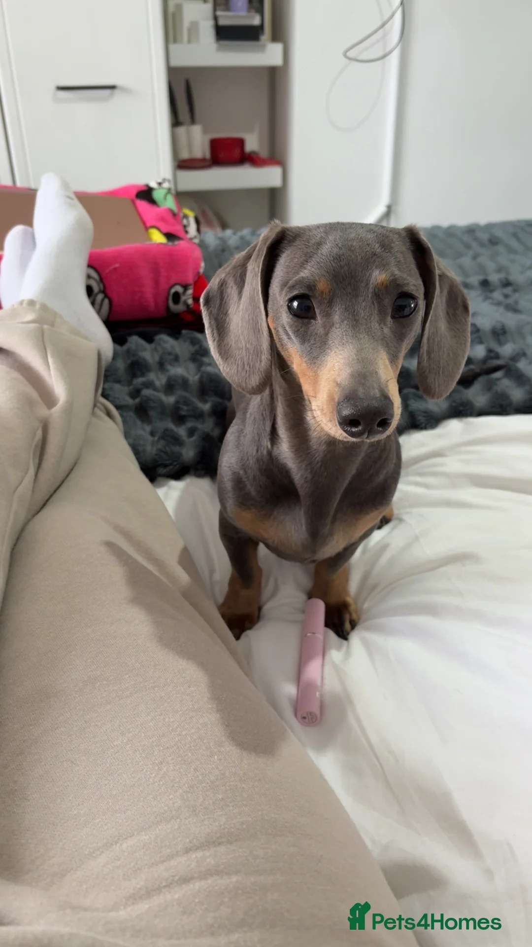 Miniature Dachshund dogs for sale: Rehoming  - Advert 2