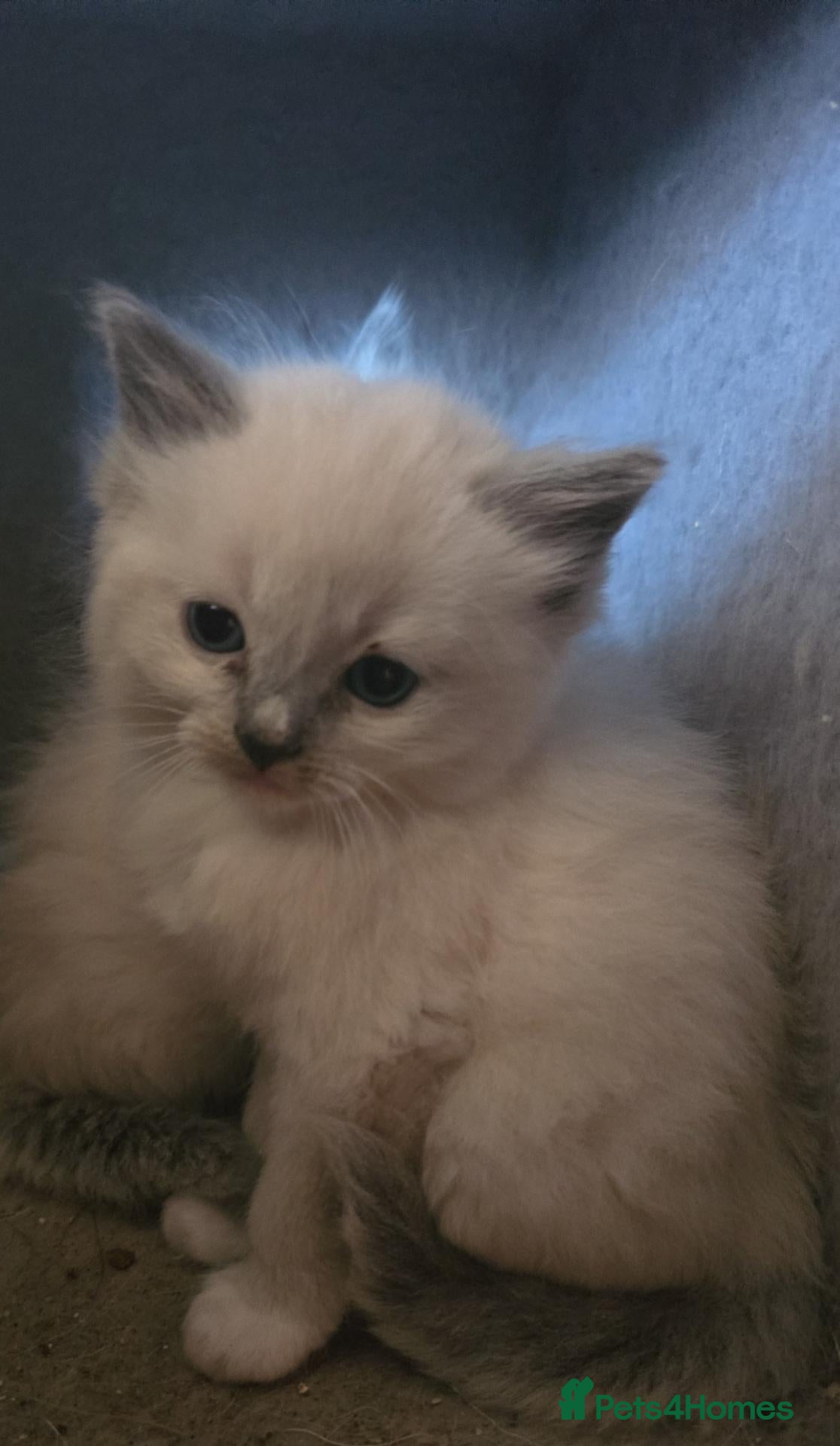 Ragdoll cats 4 beautiful ragdoll kittens  - Advert 5