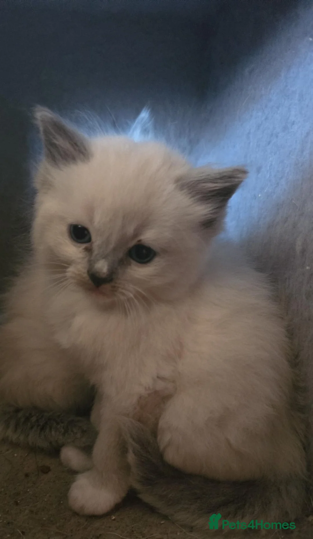Ragdoll cats for sale: 4 beautiful ragdoll kittens  in Hemel Hempstead - Advert 1