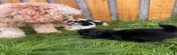 Mixed Breed dogs for sale: Shihpoo - Advert 14